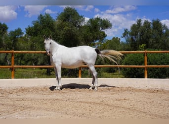 PRE, Mare, 10 years, 16 hh, Gray