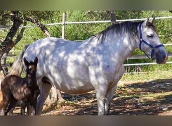 PRE, Mare, 10 years, 16 hh, Grey