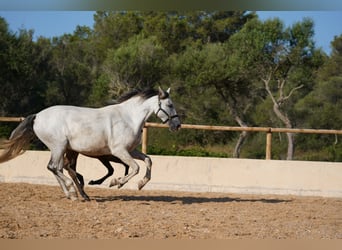 PRE, Mare, 10 years, 16 hh, Grey