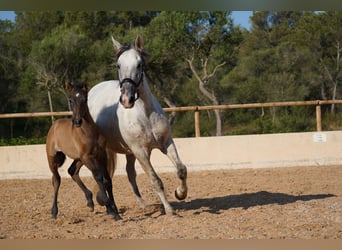 PRE, Mare, 10 years, 16 hh, Grey