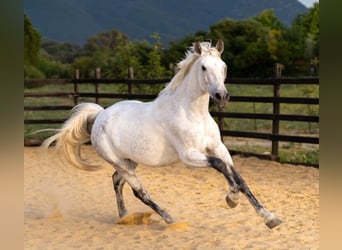 PRE Mix, Mare, 10 years, 16 hh, Grey