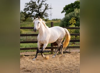 PRE Mix, Mare, 10 years, 16 hh, Grey