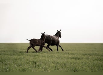 PRE Mix, Mare, 10 years, 16,1 hh, Black