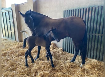 PRE Mix, Mare, 10 years, 16,1 hh, Black