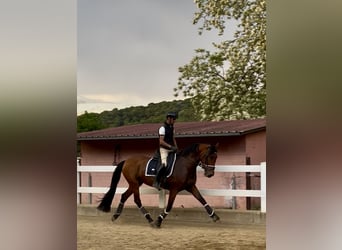 PRE Mix, Mare, 10 years, 16,1 hh, Brown
