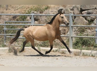 PRE Mix, Mare, 10 years, Buckskin