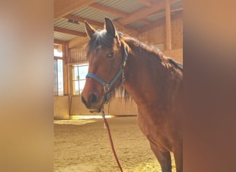 PRE Mix, Mare, 11 years, 14.2 hh, Brown