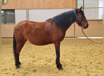 PRE Mix, Mare, 11 years, 14.2 hh, Brown