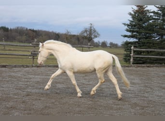 PRE Mix, Mare, 11 years, 14,3 hh, Perlino
