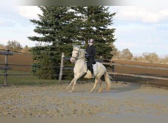 PRE Mix, Mare, 11 years, 14,3 hh, Perlino