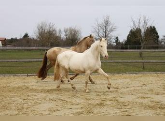 PRE Mix, Mare, 11 years, 14,3 hh, Perlino