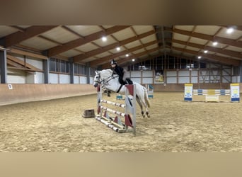 PRE Mix, Mare, 11 years, 15.1 hh, Gray