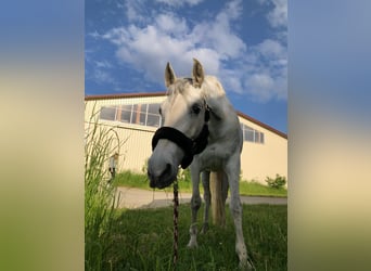 PRE Mix, Mare, 11 years, 15.1 hh, Gray