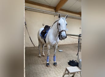 PRE Mix, Mare, 11 years, 15.1 hh, Gray