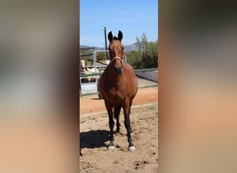 PRE Mix, Mare, 11 years, 15,2 hh, Brown