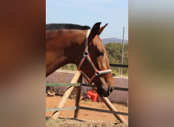 PRE Mix, Mare, 11 years, 15,2 hh, Brown