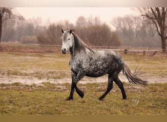 PRE, Mare, 11 years, 15.2 hh, Gray-Dapple