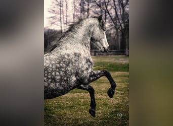 PRE, Mare, 11 years, 15.2 hh, Gray-Dapple