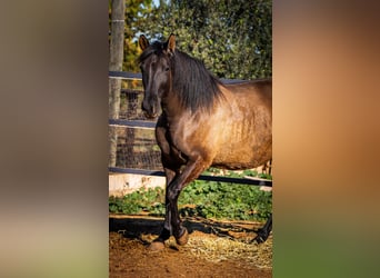 PRE Mix, Mare, 11 years, 15,3 hh, Black