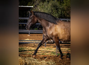 PRE Mix, Mare, 11 years, 15,3 hh, Black