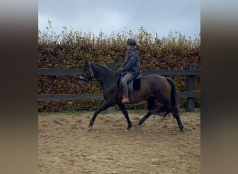 PRE Mix, Mare, 11 years, 15,3 hh, Brown