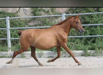 PRE, Mare, 11 years, 15 hh