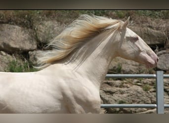 PRE, Mare, 11 years, 15 hh