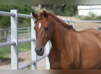 PRE, Mare, 11 years, 15 hh