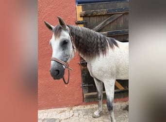 PRE, Mare, 11 years, 15 hh, Grey-Fleabitten