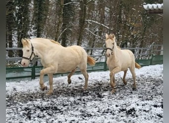 PRE, Mare, 11 years, 15 hh, Perlino