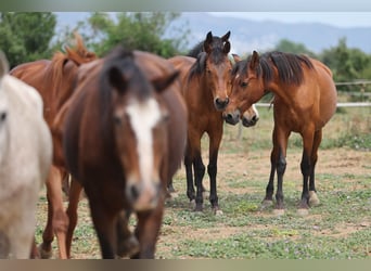 PRE, Mare, 11 years, 15,2 hh, Brown