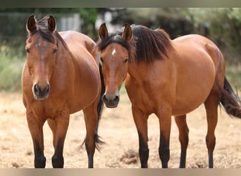 PRE Mix, Mare, 11 years, 15,2 hh, Brown