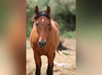 PRE Mix, Mare, 11 years, 15,2 hh, Brown