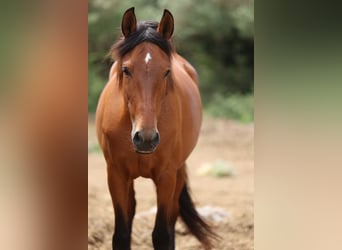 PRE Mix, Mare, 11 years, 15,2 hh, Brown