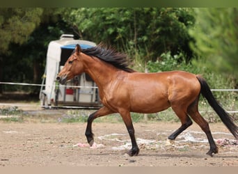 PRE Mix, Mare, 11 years, 15,2 hh, Brown