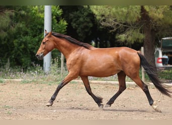 PRE Mix, Mare, 11 years, 15,2 hh, Brown