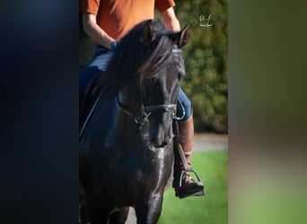 PRE Mix, Mare, 11 years, 16,2 hh, Black