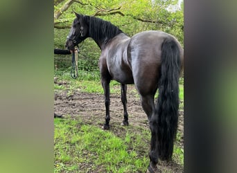 PRE Mix, Mare, 11 years, 16,2 hh, Black