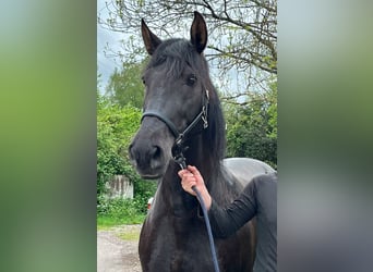 PRE Mix, Mare, 11 years, 16,2 hh, Black