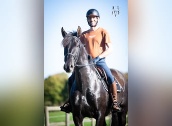 PRE Mix, Mare, 11 years, 16,2 hh, Black