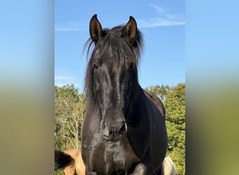 PRE Mix, Mare, 11 years, 16,2 hh, Black