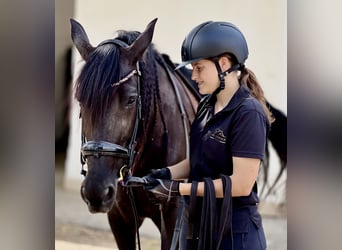 PRE, Mare, 11 years, 16 hh, Black