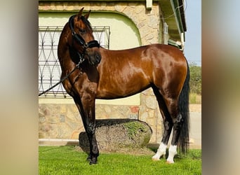 PRE Mix, Mare, 11 years, 16 hh, Brown