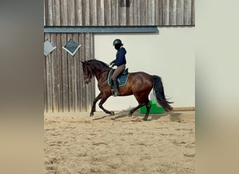 PRE Mix, Mare, 11 years, 16 hh, Brown