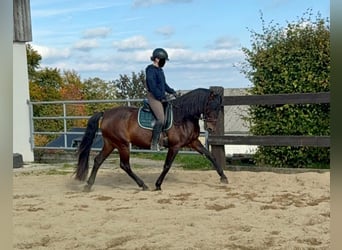 PRE Mix, Mare, 11 years, 16 hh, Brown