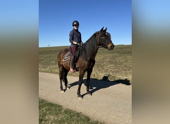 PRE, Mare, 11 years, 16 hh, Brown