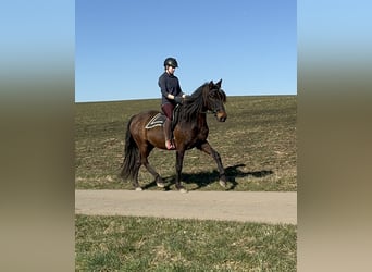 PRE, Mare, 11 years, 16 hh, Brown