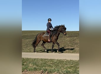 PRE, Mare, 11 years, 16 hh, Brown