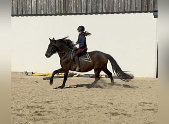 PRE, Mare, 11 years, 16 hh, Brown