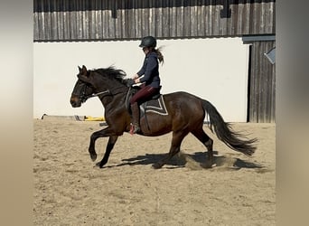 PRE, Mare, 11 years, 16 hh, Brown